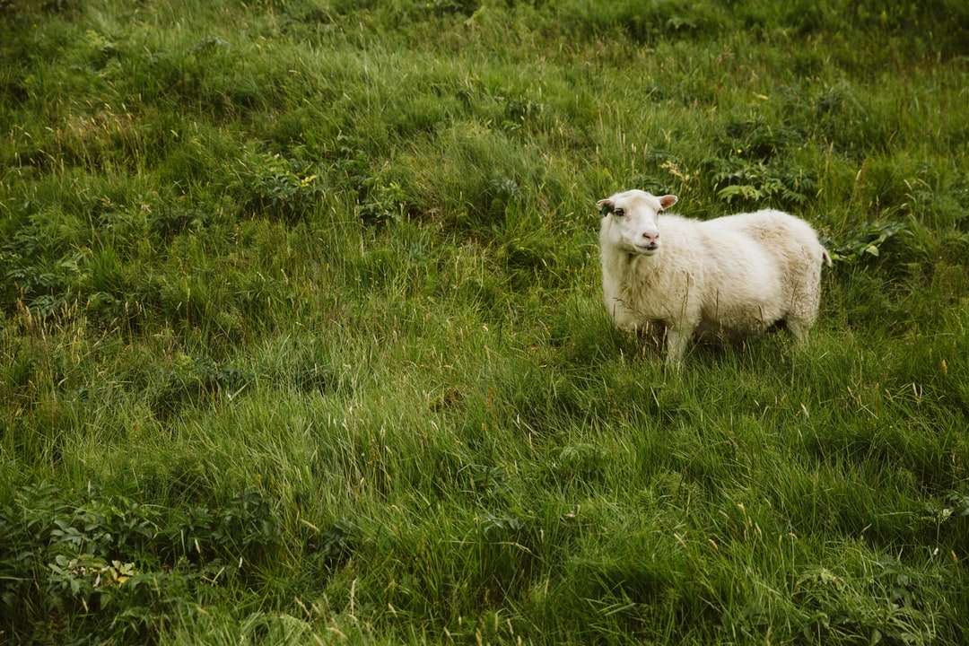 białe owce na zielonym polu trawy w ciągu dnia puzzle online