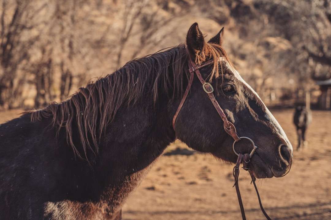 brązowy koń stojący na brązowym polu w ciągu dnia puzzle online