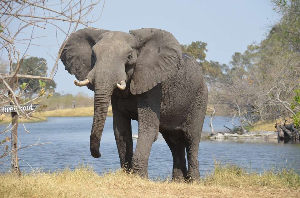 afrykański słoń puzzle online