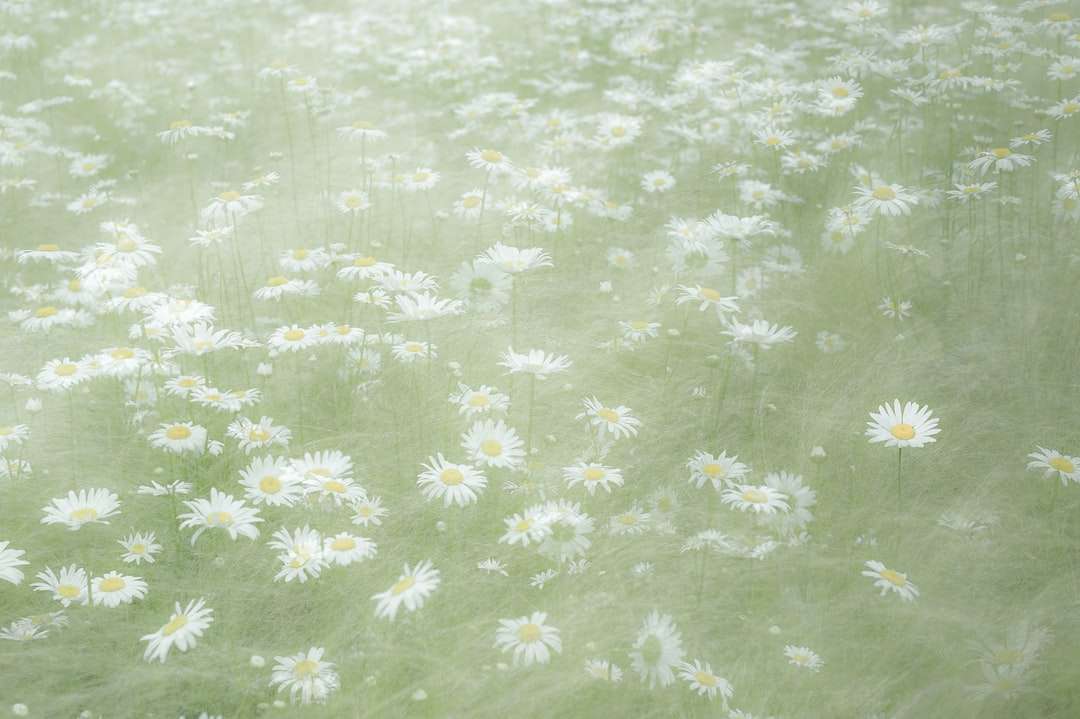 białe i fioletowe pole kwiatów puzzle online