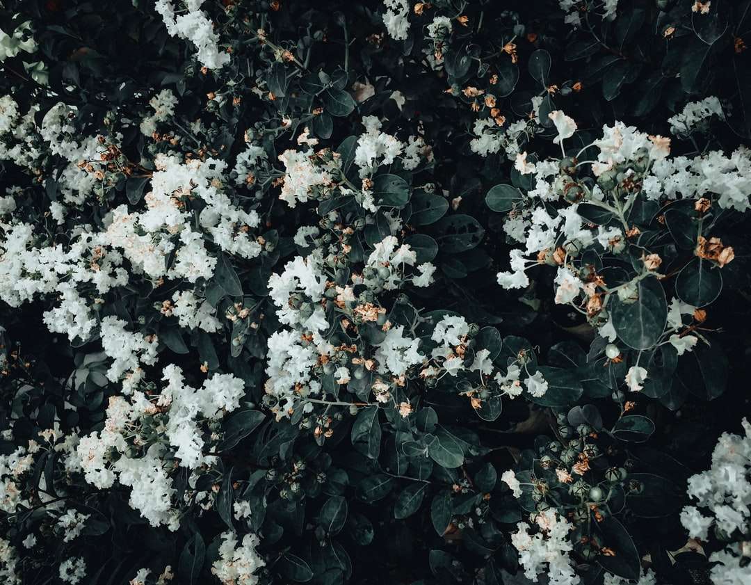 białe kwiaty z zielonymi liśćmi puzzle online