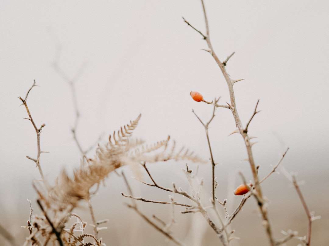 brązowa roślina z białym śniegiem puzzle online