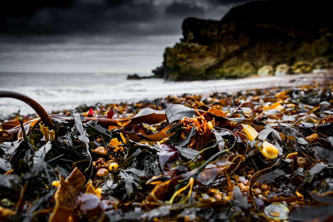 brązowe liście na brzegu w ciągu dnia puzzle online