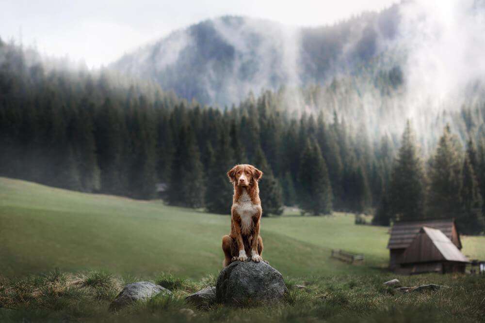 Pies siedzący na kamieniu w górach. puzzle online