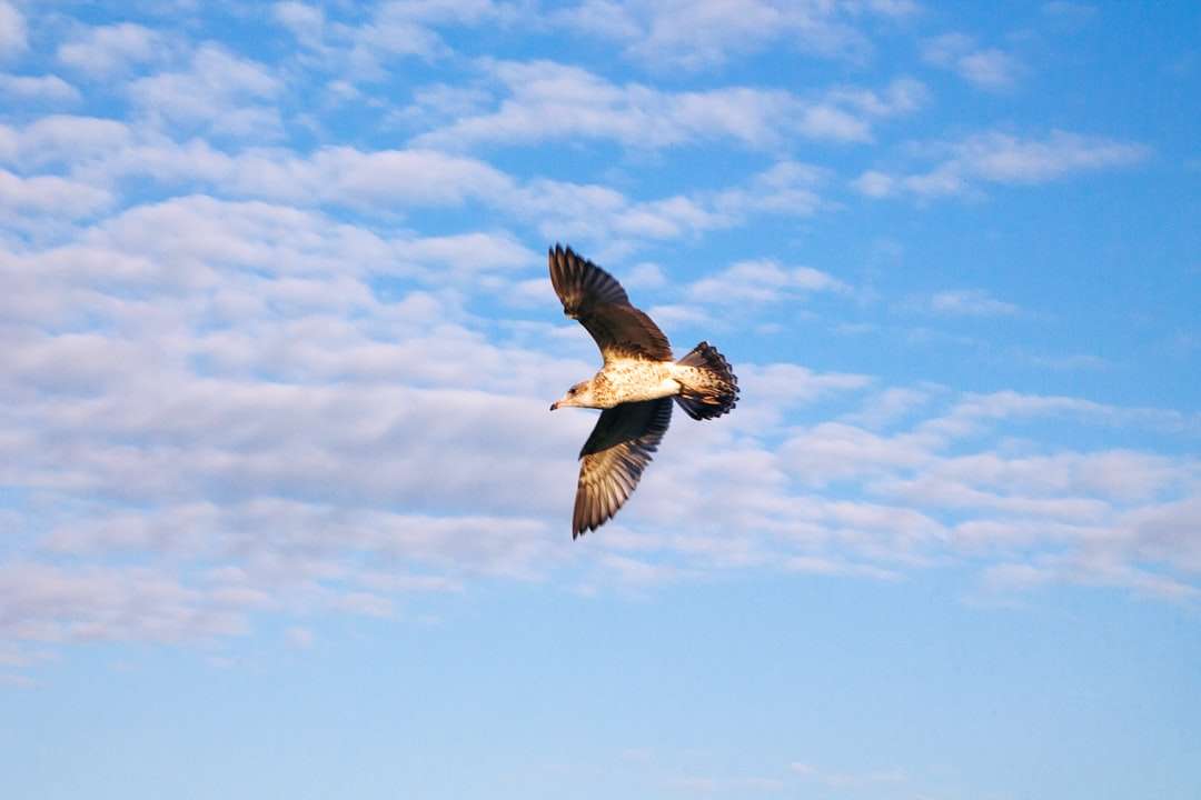 brązowy i biały ptak latający pod błękitnym niebem w ciągu dnia puzzle online
