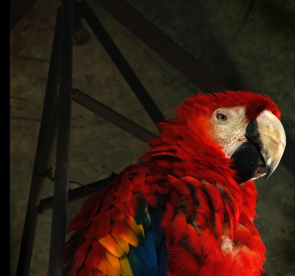 czerwona i niebieska papuga na czarnym metalowym pasku puzzle online