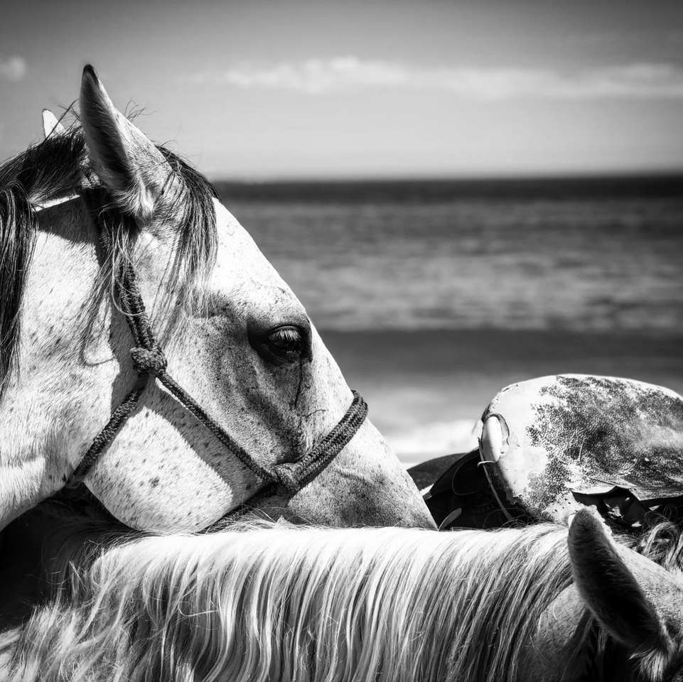 zdjęcie w skali szarości konia jedzącego na plaży puzzle online
