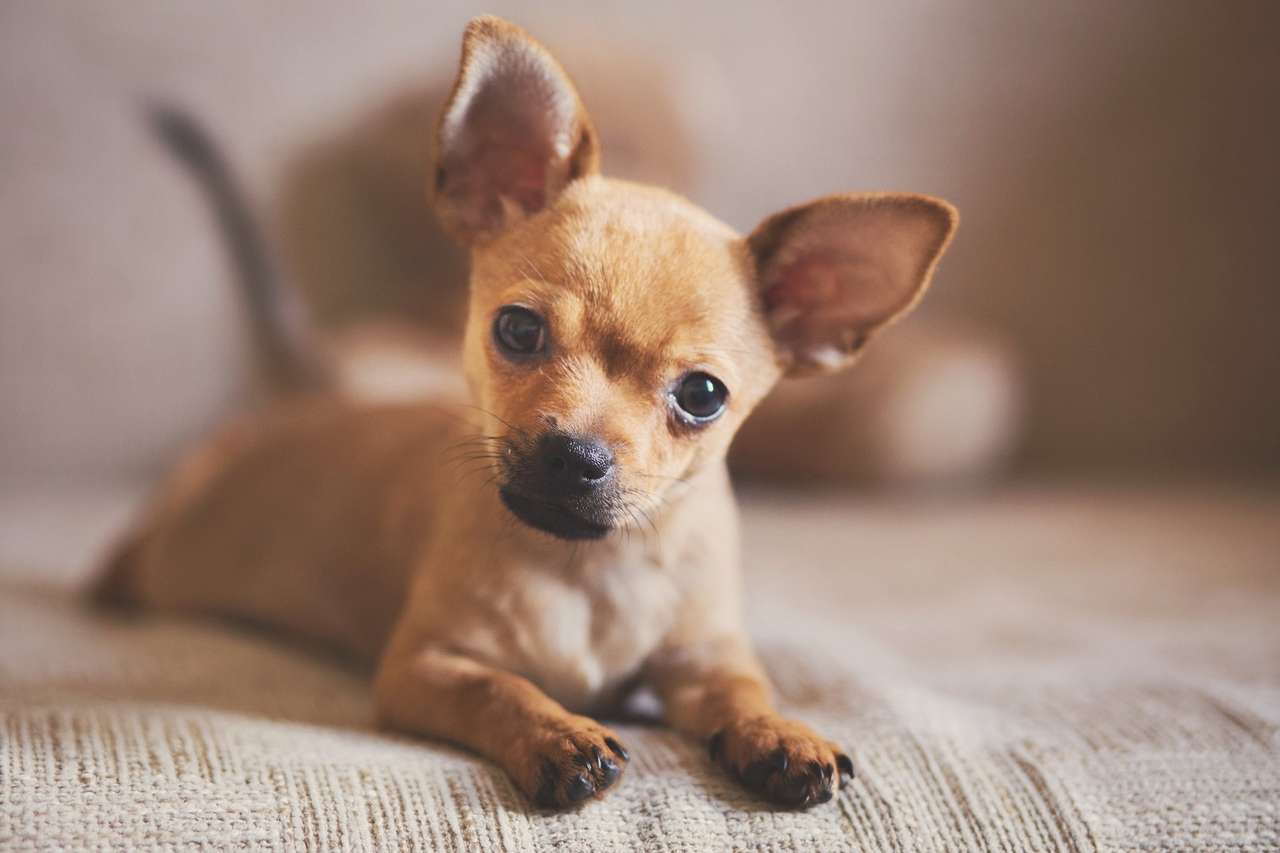 Słodka Chihuahua. puzzle online