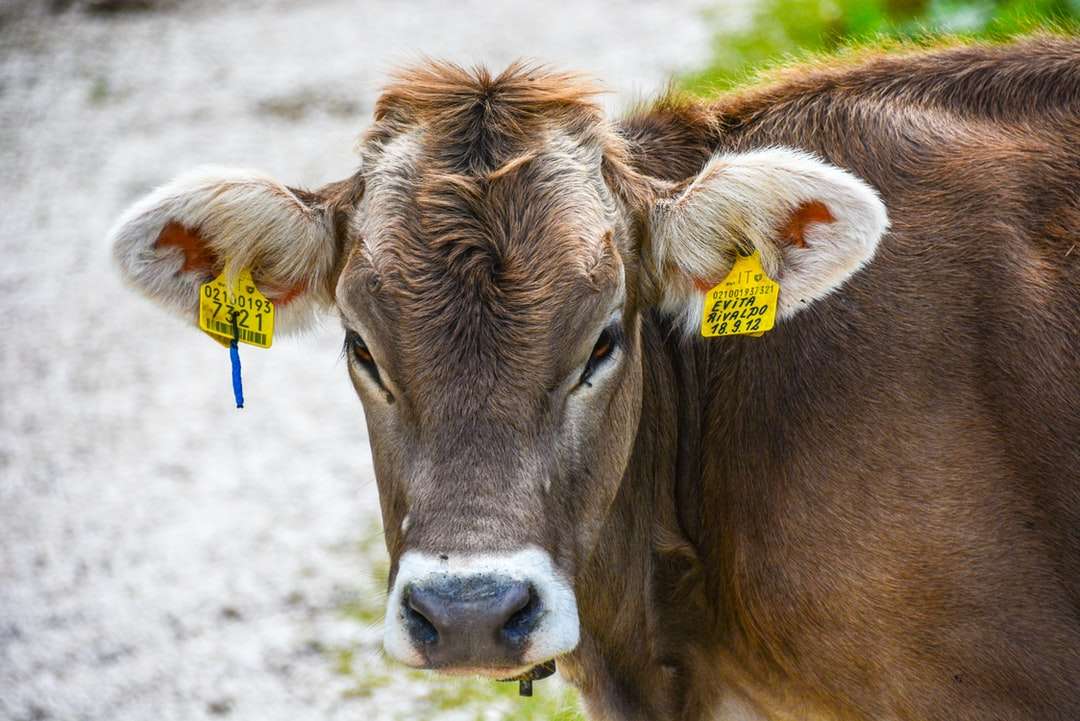 коричневая корова с желтым и голубым шарфом на голове головоломка