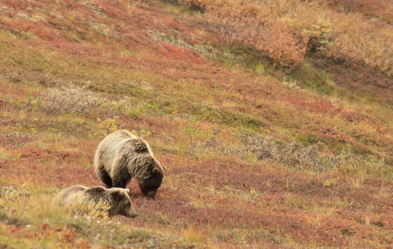 Niedźwiedź grizzly puzzle online