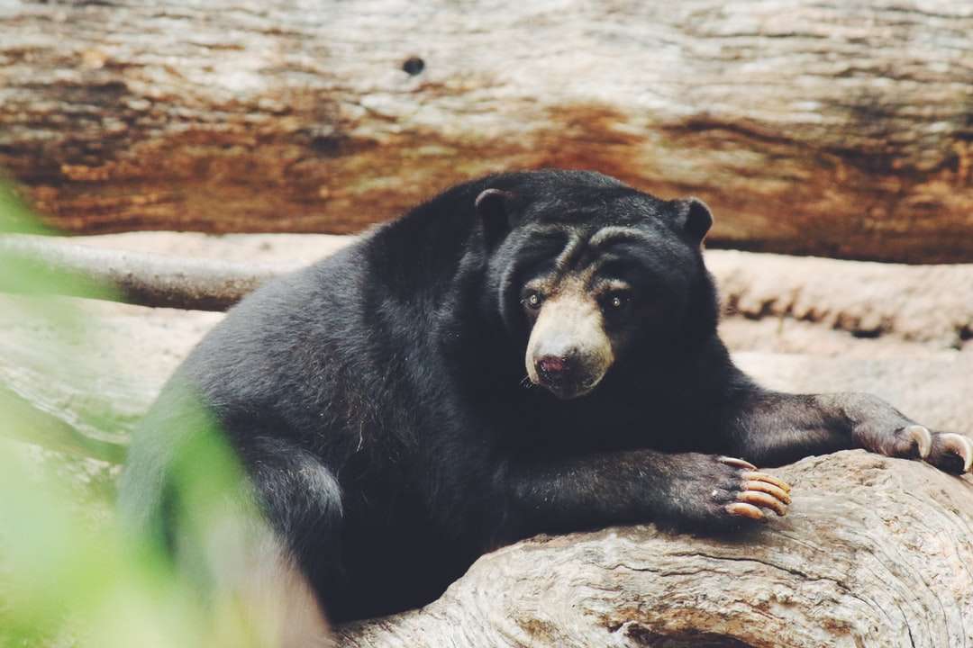 niedźwiedź czarny na gałęzi drzewa brunatnego w ciągu dnia puzzle online