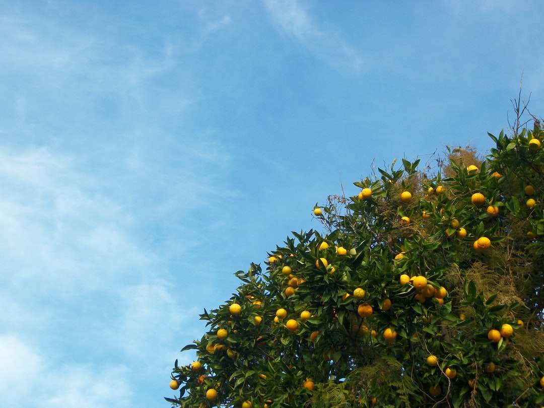 żółte okrągłe owoce pod błękitnym niebem w ciągu dnia puzzle online