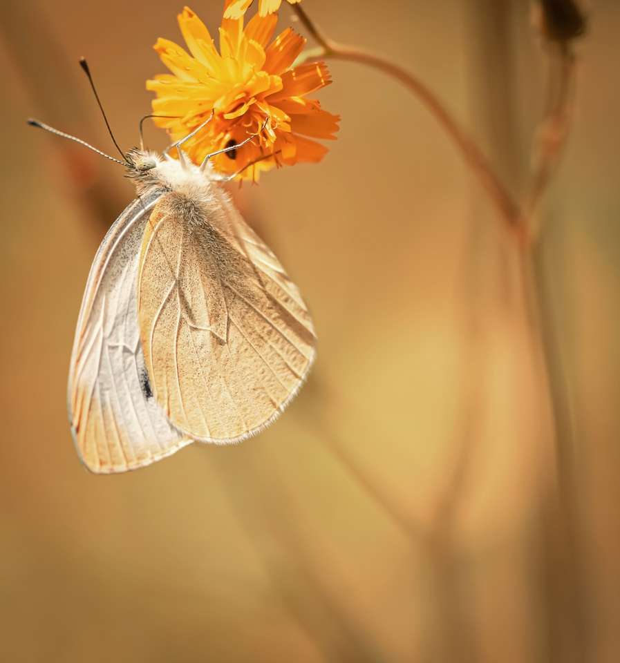 biały i żółty motyl siedzący na żółtym kwiecie puzzle online
