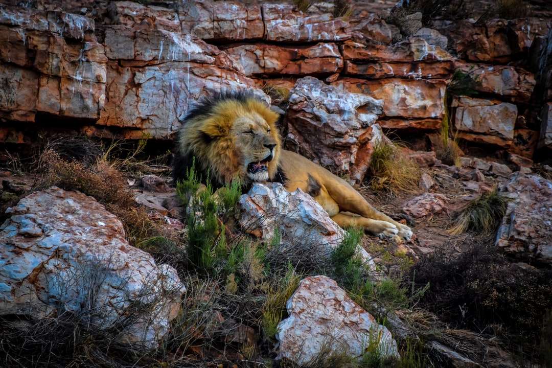 leone sdraiato sulla roccia durante il giorno puzzle