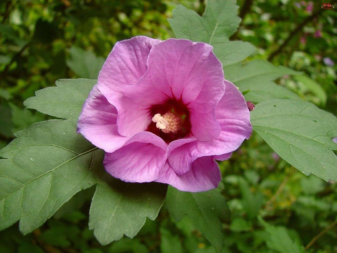 kwiat hibiskusa puzzle online