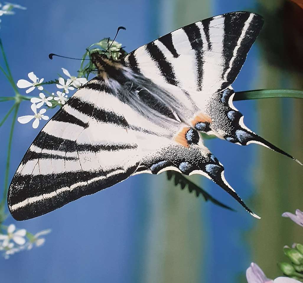 Motyl żagla puzzle online