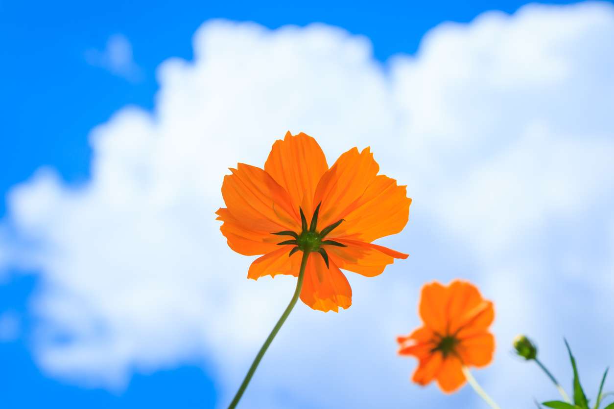 kwiat pomarańczy puzzle online