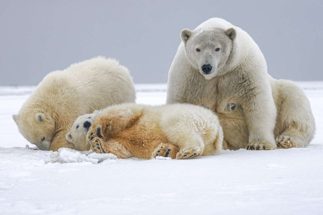 biały niedźwiedź polarny na ziemi pokrytej śniegiem w ciągu dnia puzzle online