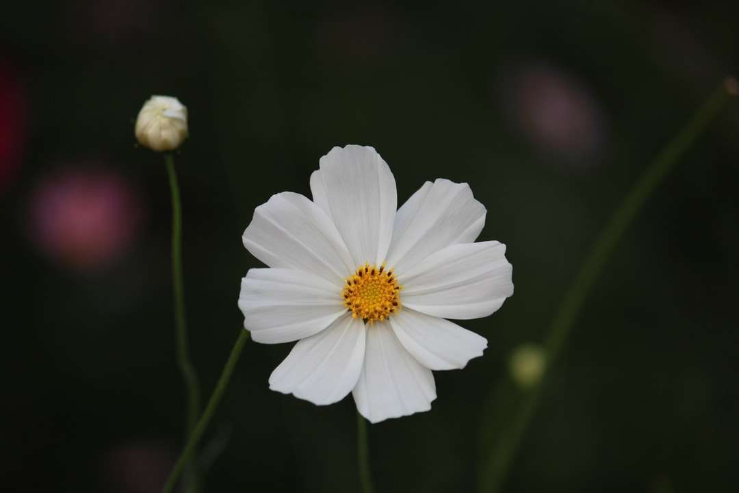 fiore bianco nella lente tilt shift puzzle