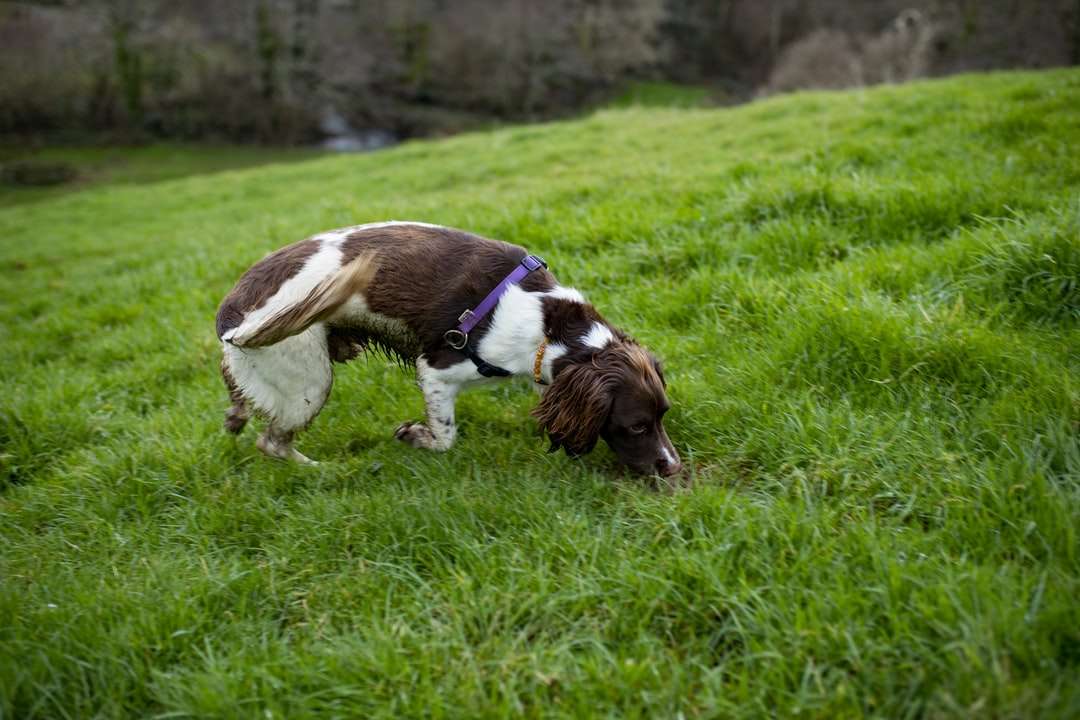 brązowy i biały pies krótkowłosy puzzle online