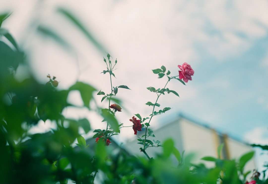 розово цвете в наклонена леща пъзел