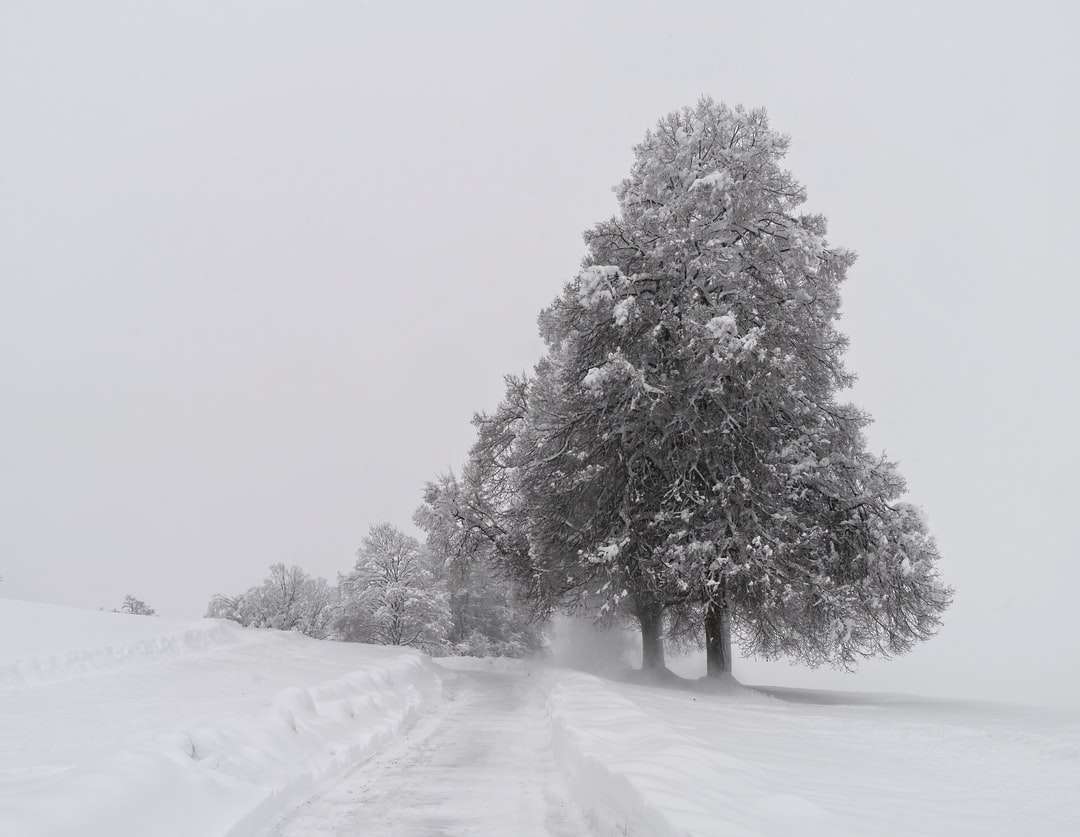 pokryte śniegiem drzewa na ziemi pokryte śniegiem w ciągu dnia puzzle online