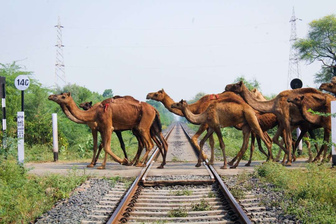 brązowe wielbłądy na kolei w ciągu dnia puzzle online