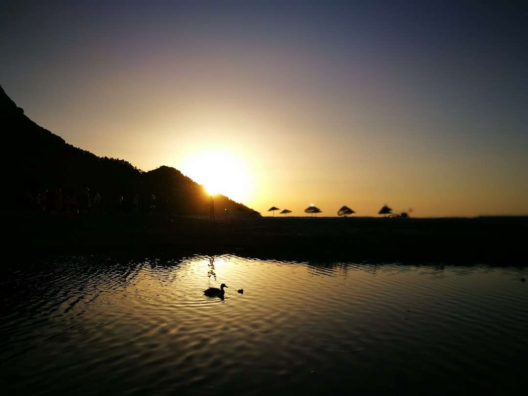 sylwetka ptaków na wodzie podczas zachodu słońca puzzle