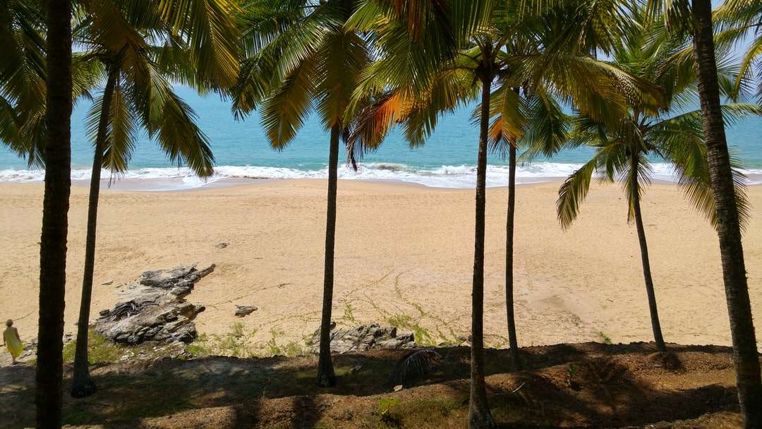 palmy na brązowej piaszczystej plaży w ciągu dnia puzzle online