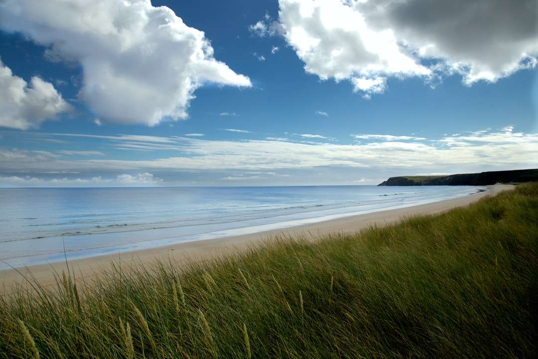 zielone pole trawy w pobliżu morza pod błękitne niebo i białe chmury puzzle online