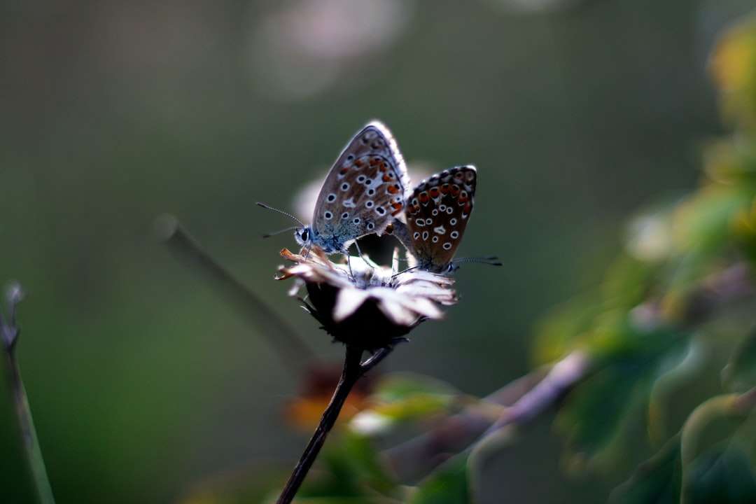niebieski i biały motyl siedzący na brązowym patyku puzzle online