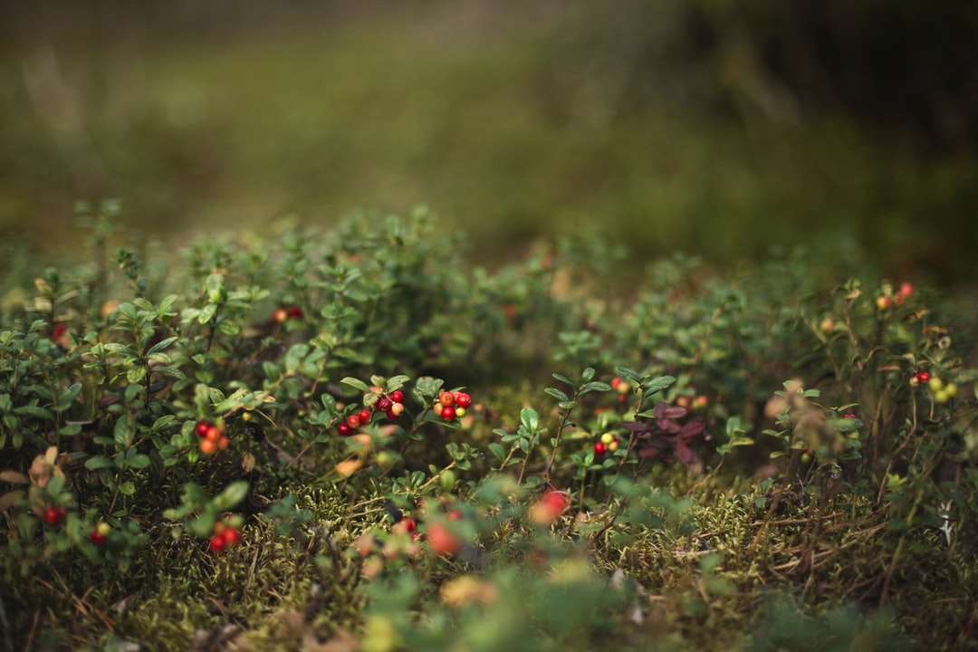 czerwona i zielona roślina w soczewce z przesunięciem nachylenia puzzle online