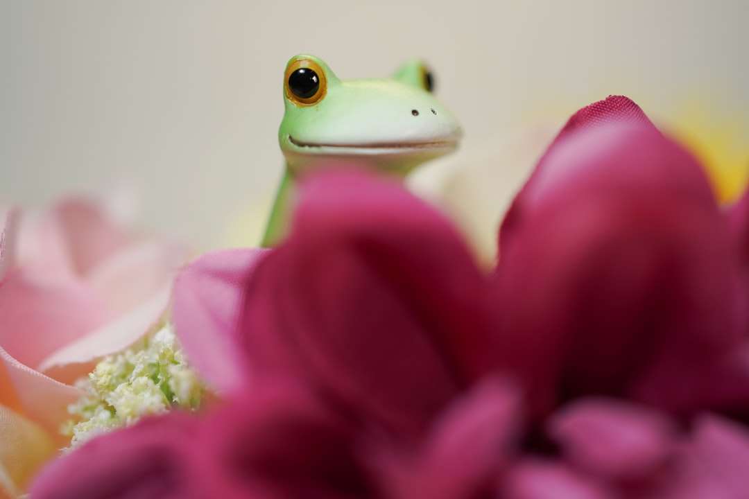 grüner Frosch auf rosa Blume Puzzle