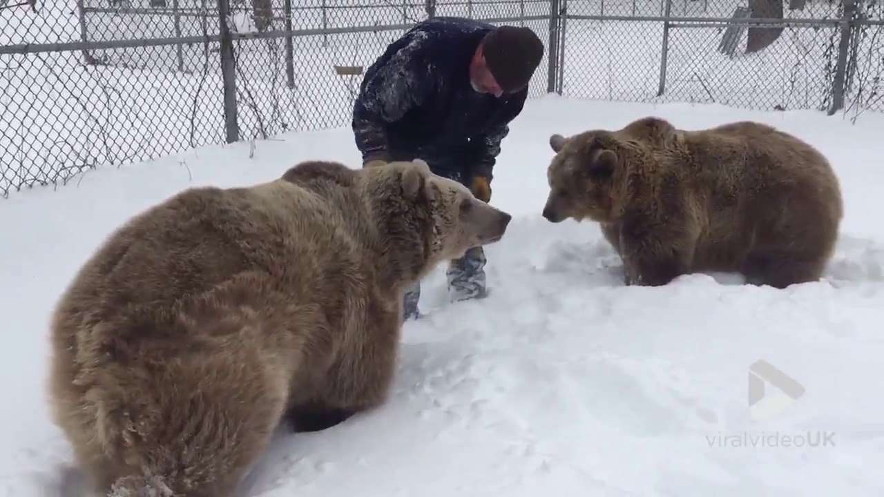 Niedźwiedź - dzikie zwierzę puzzle online