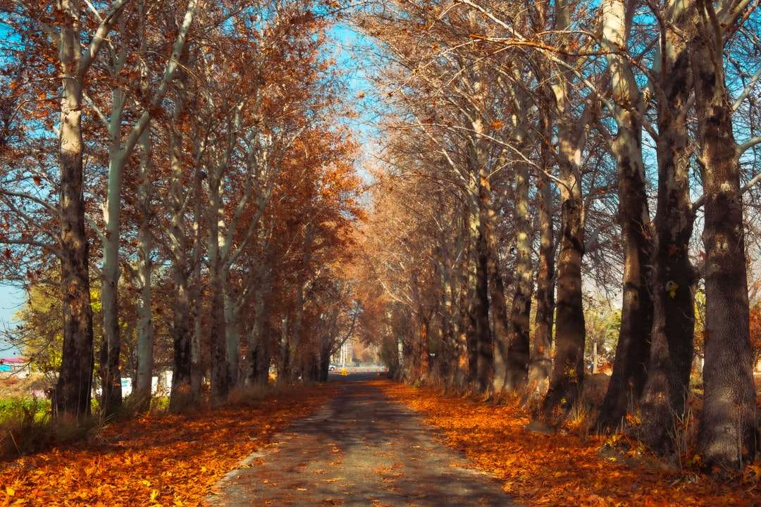 brązowa ścieżka między brązowymi drzewami w ciągu dnia puzzle online