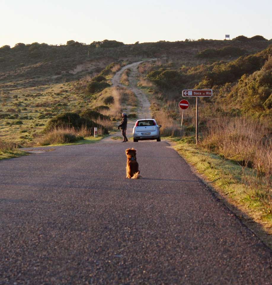 brązowy pies krótkowłosy na szarej asfaltowej drodze w ciągu dnia puzzle online