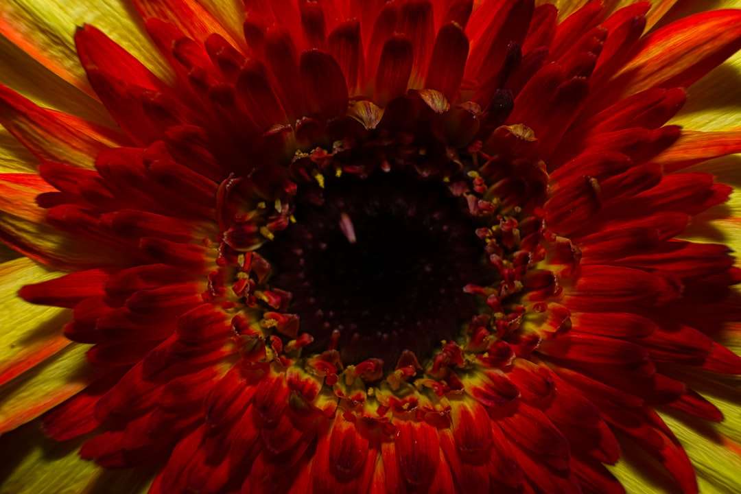 czerwony i żółty kwiat w rozkwicie puzzle online