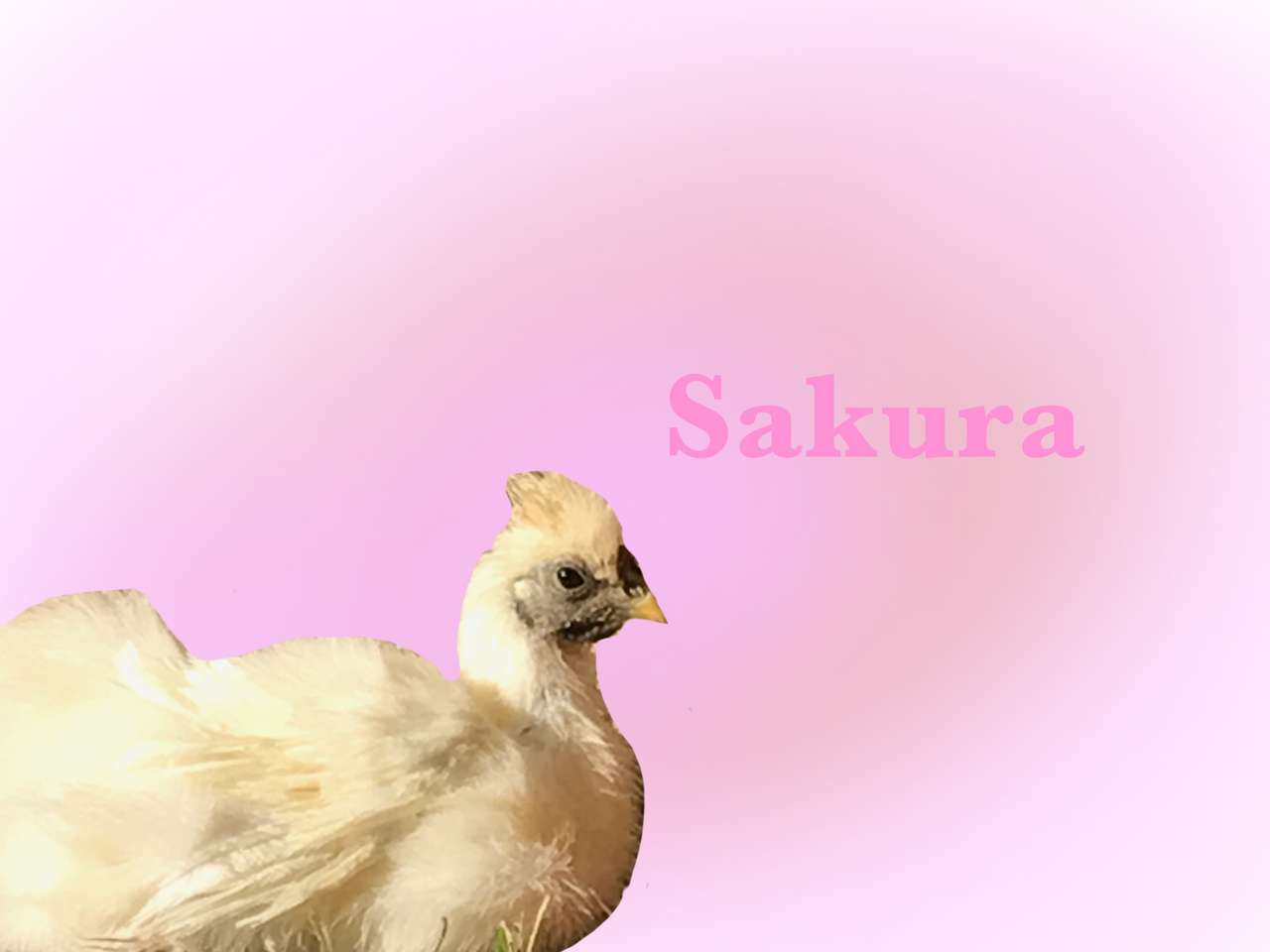 Pisklę kury Sakura puzzle online