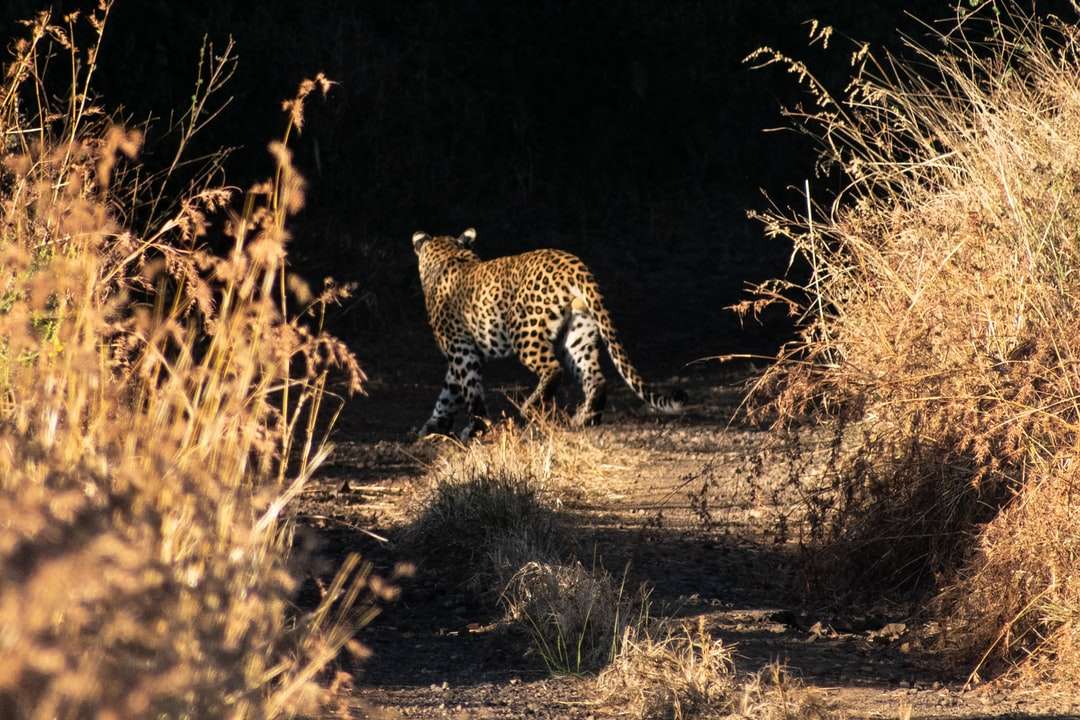gepard chodzenie po polu brązowej trawy w ciągu dnia puzzle online