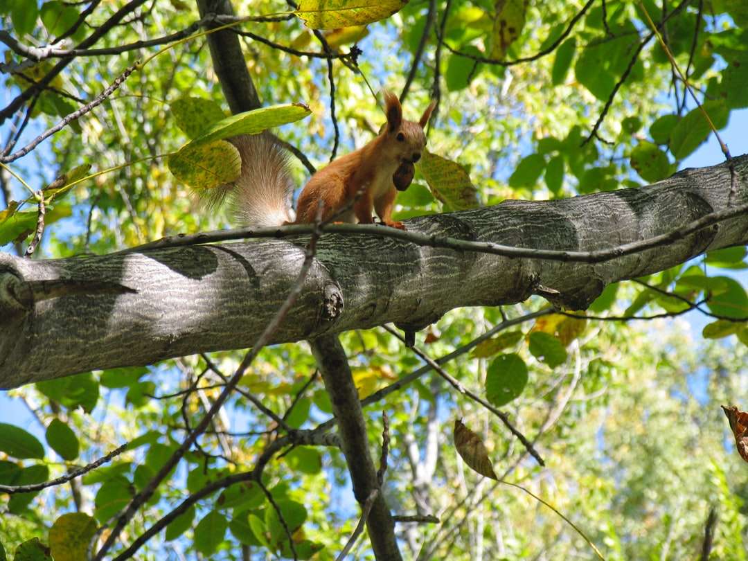 brązowa wiewiórka na gałęzi drzewa w ciągu dnia puzzle online