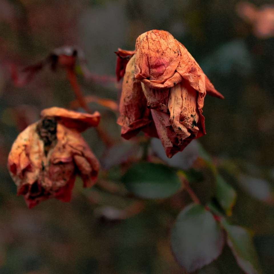 brązowy pączek kwiatu w fotografii z bliska puzzle online