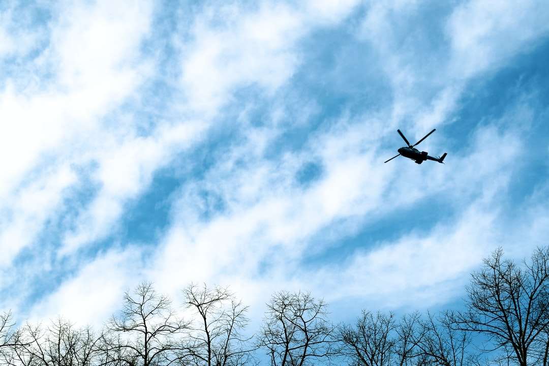 czarny ptak latający nad nagimi drzewami w ciągu dnia puzzle online