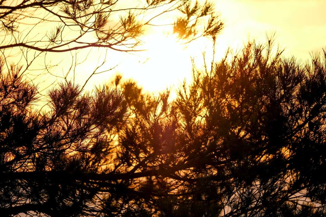 brązowe drzewa pod białym niebem w ciągu dnia puzzle online