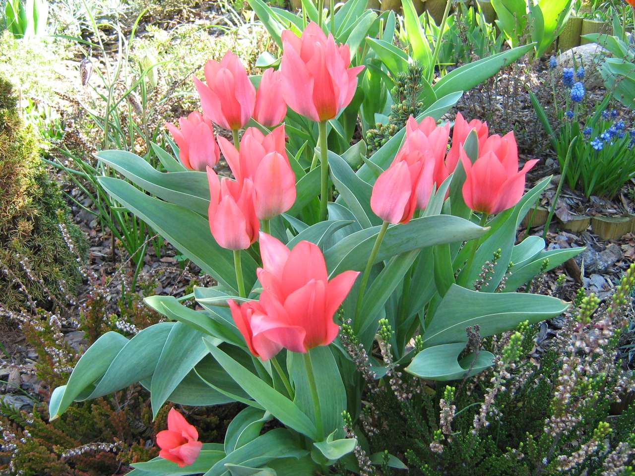 bukiet tulipanów puzzle online