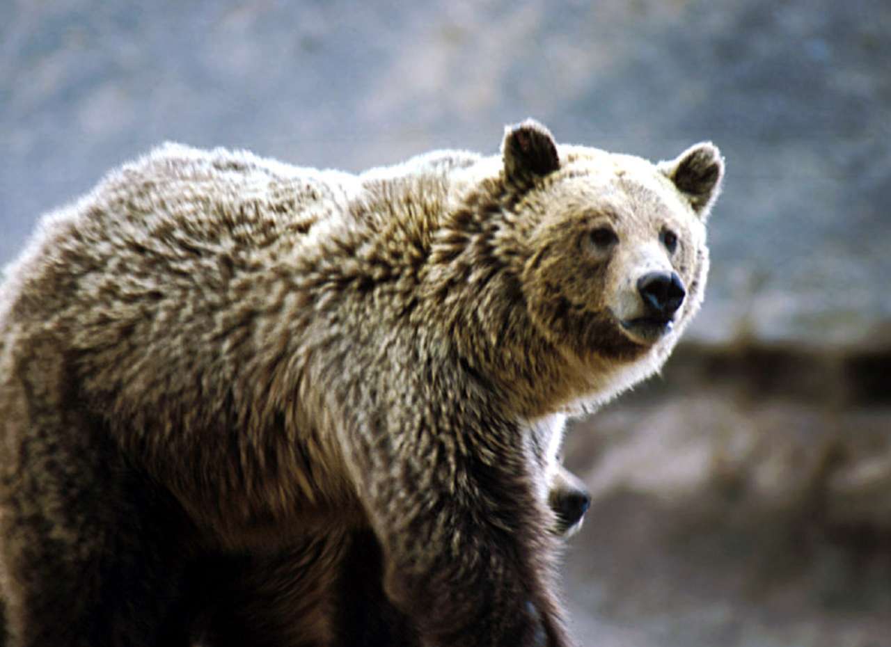 Niedźwiedź grizzly puzzle online