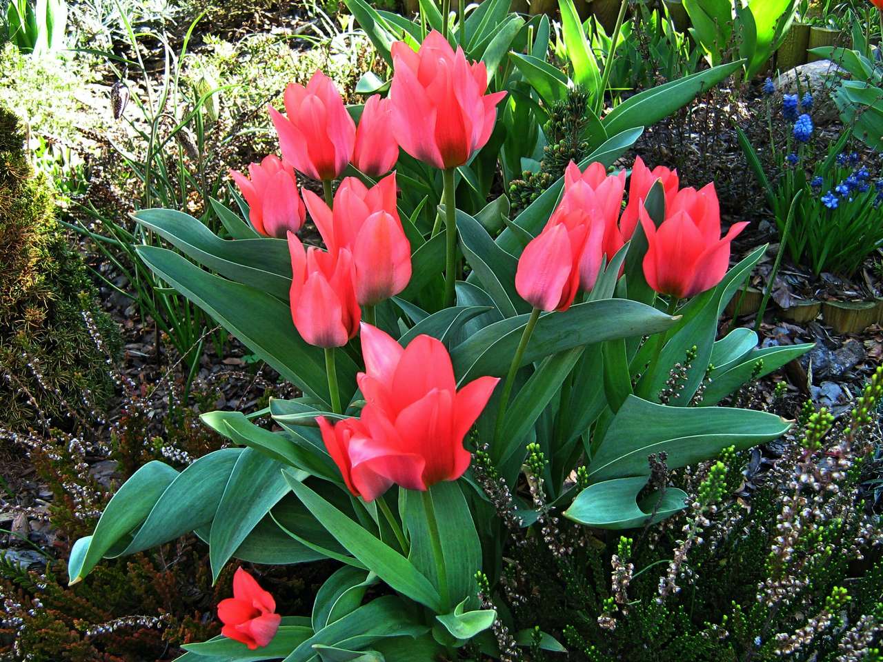tulipanki botaniczne puzzle online