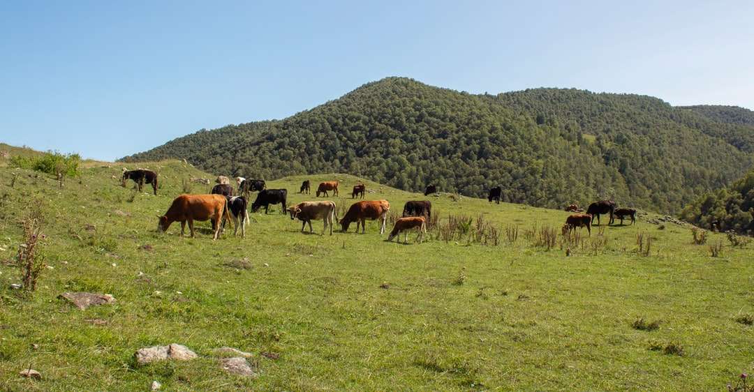 brązowe i białe krowy na zielonej trawie w ciągu dnia puzzle online