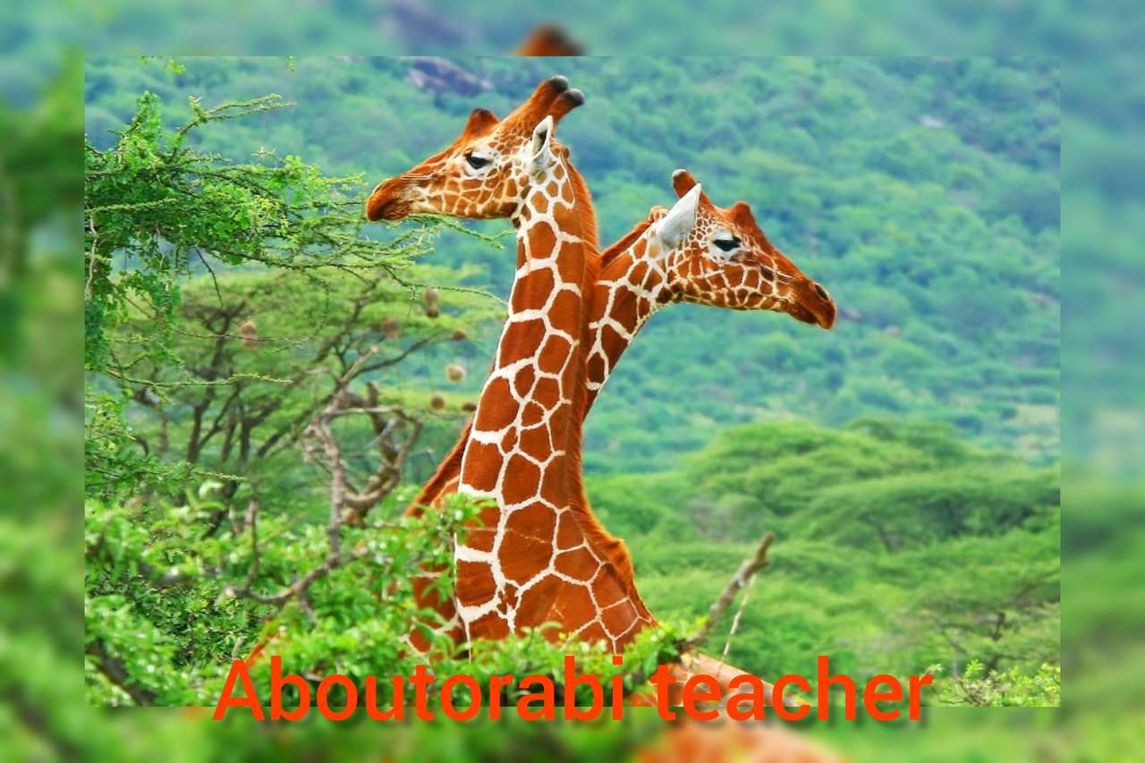 Oorabi nauczyciel uczący dzikie zwierzę żyrafa puzzle online