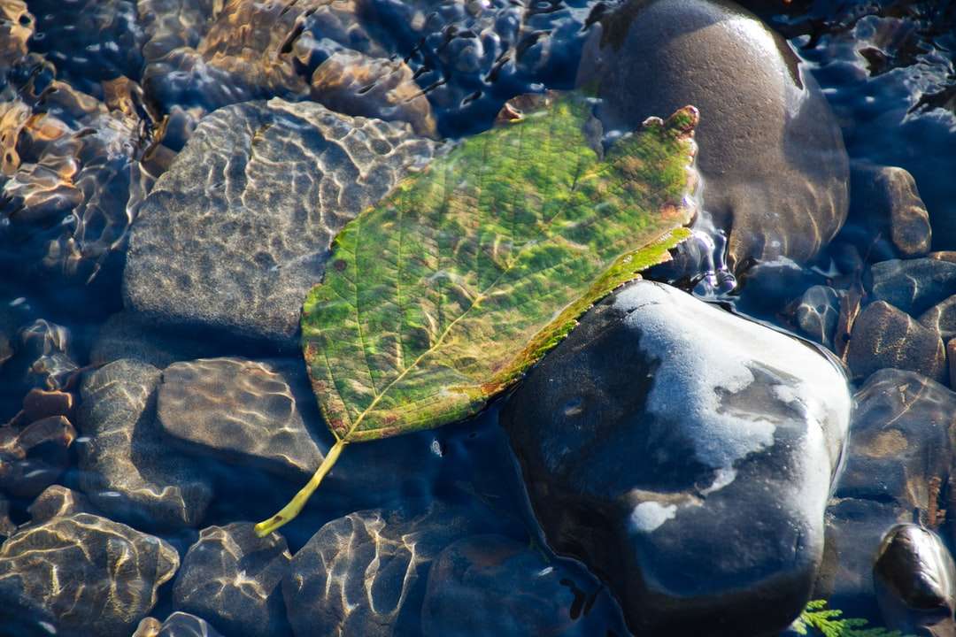 zielony liść na zbiorniku wodnym puzzle online