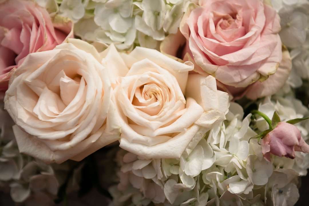 różowe i białe róże w rozkwicie puzzle online